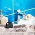 Bild av Shelly BLU Button Tough 1 ZB - Black